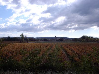28_Vignoble_Puicheric